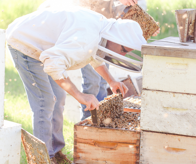 The Vital Role of Bees in Biodiversity Conservation and a Sustainable Food Chain